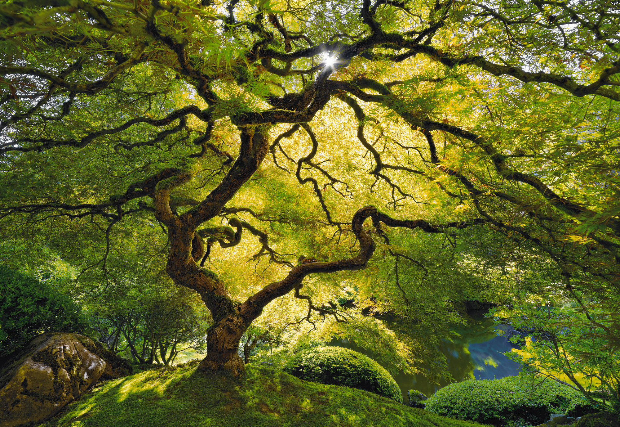 nature, Landscape, Trees, Moss, Green, Color, Sunlight, Gargen, Park, Leaves, Spring, Seasons, Branches, Olants Wallpaper