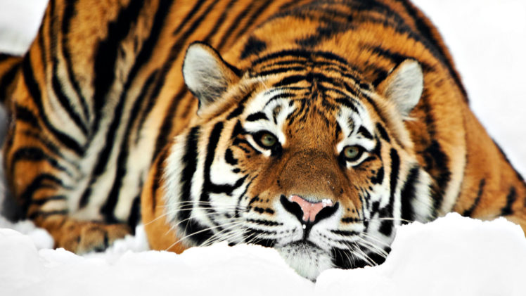 animals, Cats, Tigers, Winter, Snow, Seasons, Stripes, Color, Contrast, Orange, Pattern, Face, Eyes, Whiskers HD Wallpaper Desktop Background