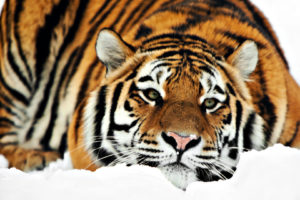 animals, Cats, Tigers, Winter, Snow, Seasons, Stripes, Color, Contrast, Orange, Pattern, Face, Eyes, Whiskers