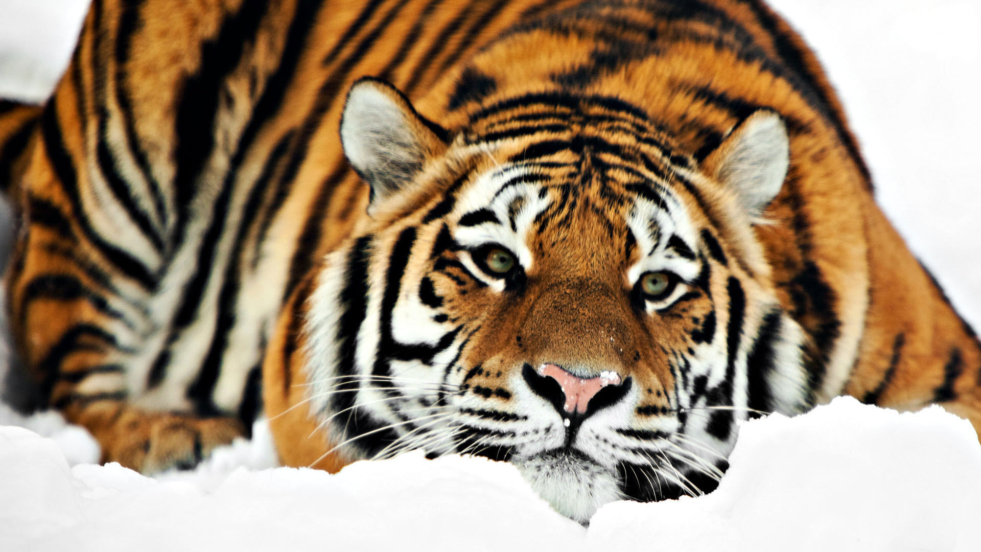 animals, Cats, Tigers, Winter, Snow, Seasons, Stripes, Color, Contrast, Orange, Pattern, Face, Eyes, Whiskers Wallpaper