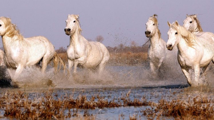 animals, Horses, Lake, Marsh, Pond, Water, Splash, Drops, Motion, Run, Grass, Landscapes HD Wallpaper Desktop Background