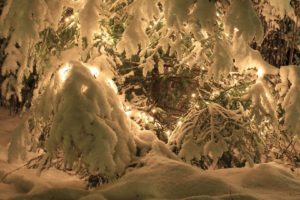 nature, Trees, Winter, Snow, Seasons, Lights, Christmas, Cold