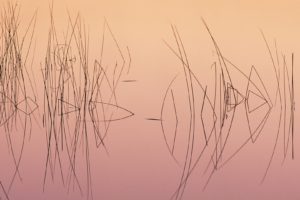 nature, Lakes, Water, Pond, Reflection, Sunrise, Sunset, Grass, Reeds