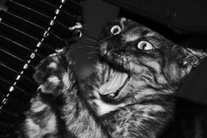animals, Cats, Felines, Face, Eyes, Whiskers, Humor, Funny, Black, White, Scream, Play, Fangs