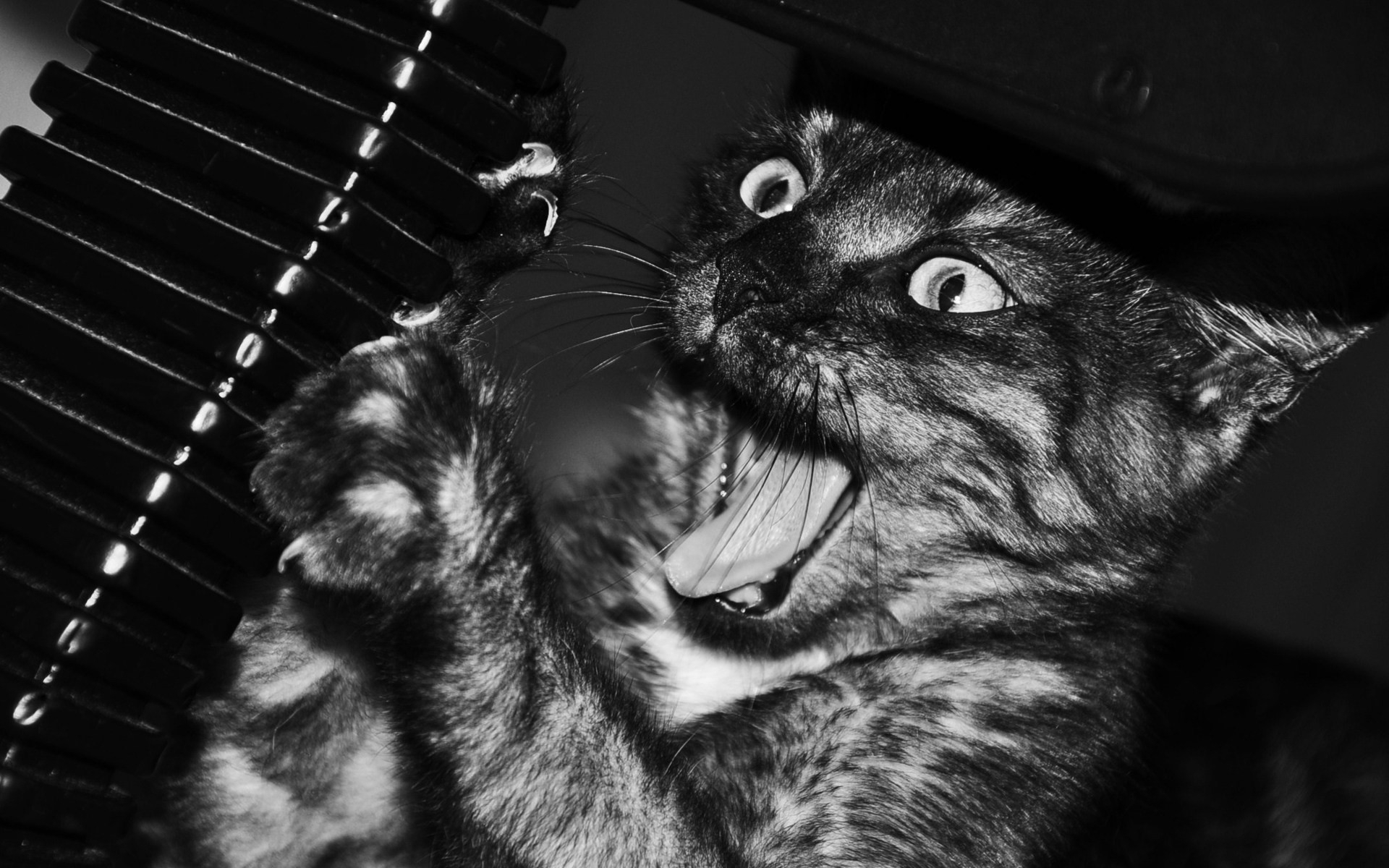 animals, Cats, Felines, Face, Eyes, Whiskers, Humor, Funny, Black, White, Scream, Play, Fangs Wallpaper