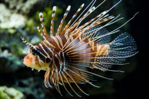 lionfish, Animals, Fishes, Underwater, Ocean, Sea, Sealife, Life, Fins, Color, Tropical, Nature