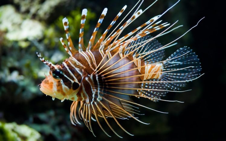 lionfish, Animals, Fishes, Underwater, Ocean, Sea, Sealife, Life, Fins, Color, Tropical, Nature HD Wallpaper Desktop Background