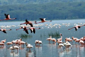 flamingo, Animals, Birds, Color, Flight, Fly, Wings, Nature, Lakes, Water, Grass, Shore