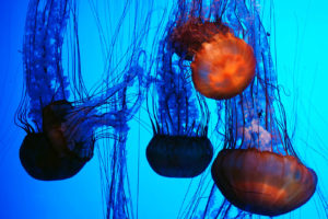jellyfish, Animals, Sea, Life, Ocean, Underwater, Color, Contrast, Seascape