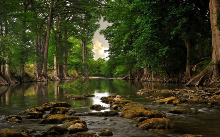 nature, Landscapes, Swamp, Rivers, Water, Trees, Forest, Jungle, Reflection, Rocks, Sky, Clouds, Leaves HD Wallpaper Desktop Background