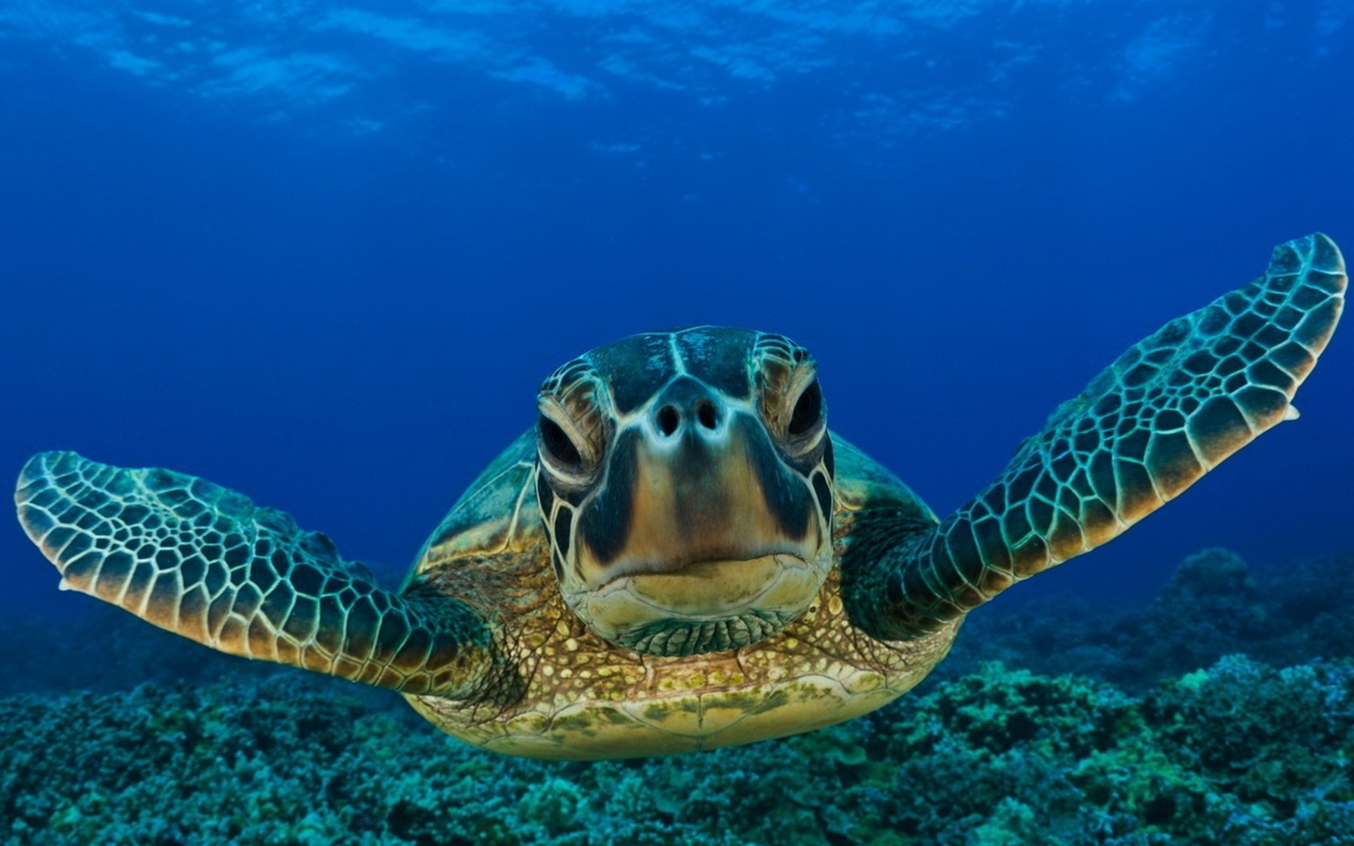 animals, Reptiles, Turtles, Sea, Life, Ocean, Underwater, Water, Swim, Float, Face, Eyes, Close, Up, Smile, Sunlight Wallpaper