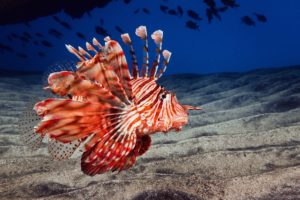 lionfish, Animals, Fishes, Underwater, Sea, Ocean, Life, Sand, Color, Fins, Eyes