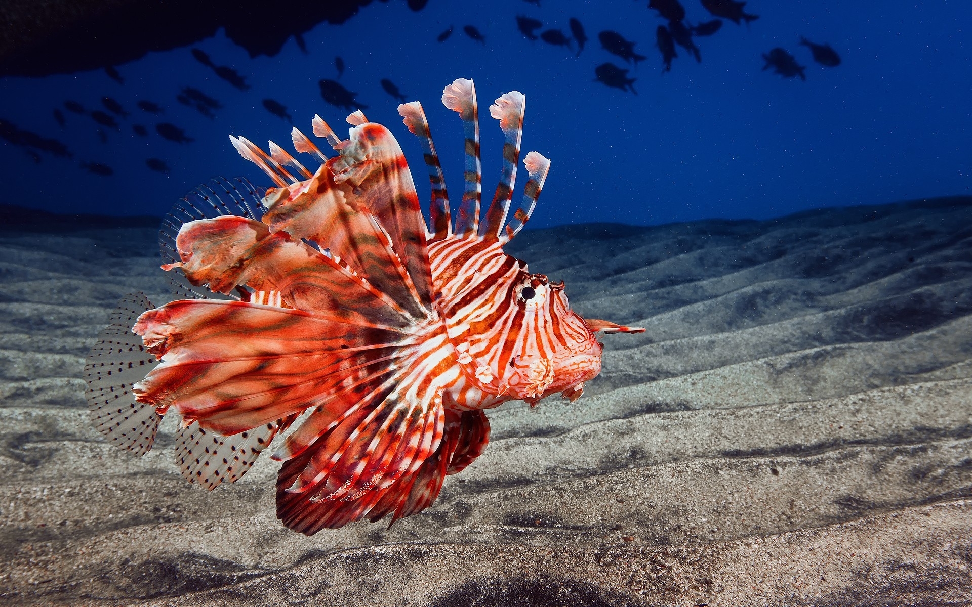 lionfish, Animals, Fishes, Underwater, Sea, Ocean, Life, Sand, Color, Fins, Eyes Wallpaper