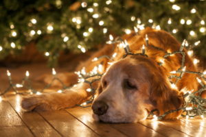 holidays, Christmas, New, Year, Lights, Bright, Animals, Dogs, Humor, Funny