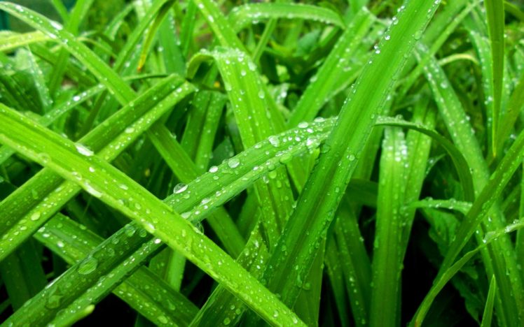 nature, Water, Drops, Green, Grass, Color, Rain, Spring, Seasons HD Wallpaper Desktop Background