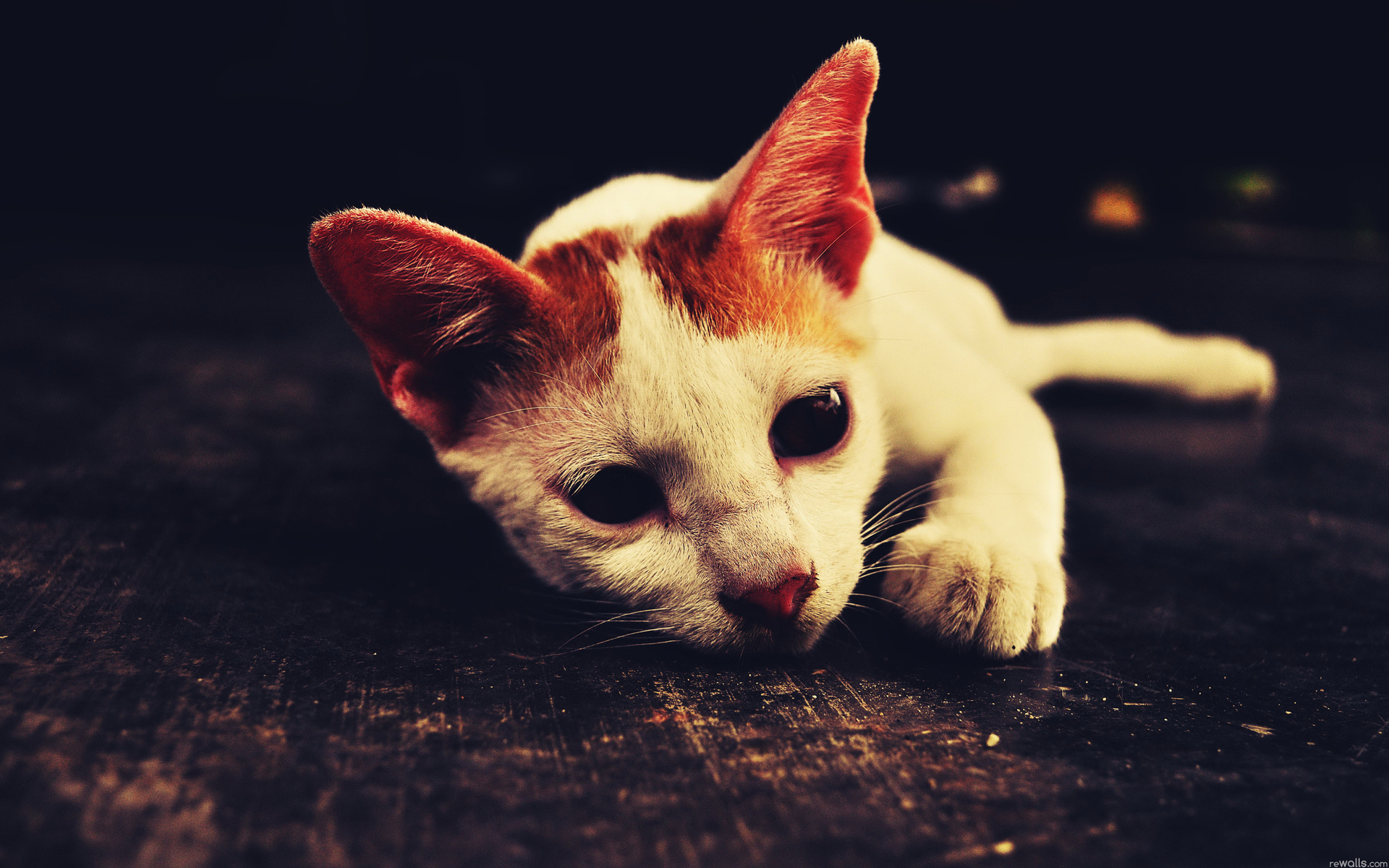 animals, Cats, Felines, Face, Eyes, Whiskers, Sleep Wallpaper