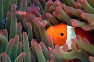 clownfish, Sea, Anemones, Underwater, Ocean, Color, Life, Tropical, Reef, Eyes, Stare, Face, Contrast