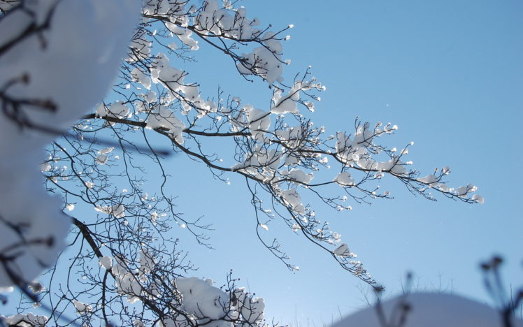 nature, Trees, Winter, Snow, Seasons, Cold, Sky, Branch, Twig HD Wallpaper Desktop Background