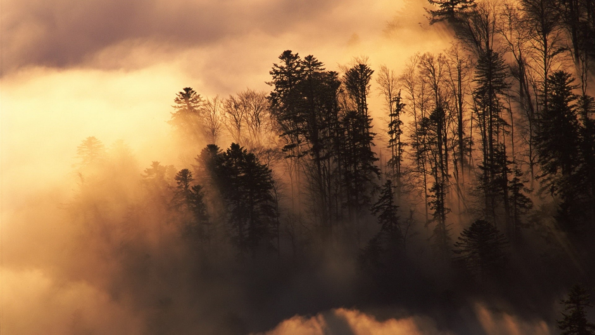 nature, Landscapes, Trees, Forest, Sunlight, Sunrise, Sunset, Clouds, Fog, Mist Wallpaper