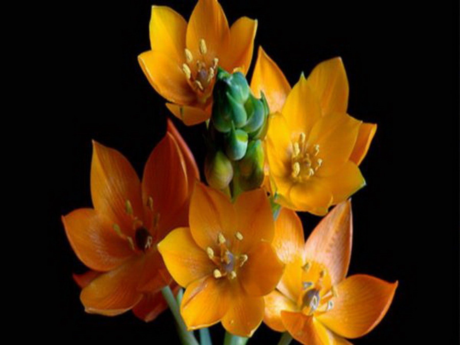 flowers Wallpaper