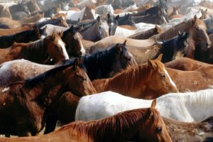 animals, Horses, Herd