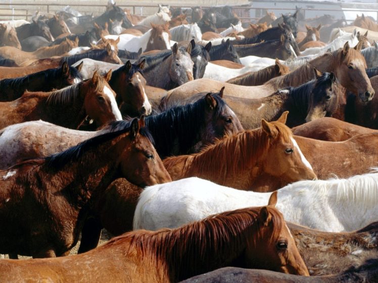 animals, Horses, Herd HD Wallpaper Desktop Background