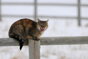 animals, Cats, Felines, Fur, Whiskers, Fence, Winter, Snow, Seasons