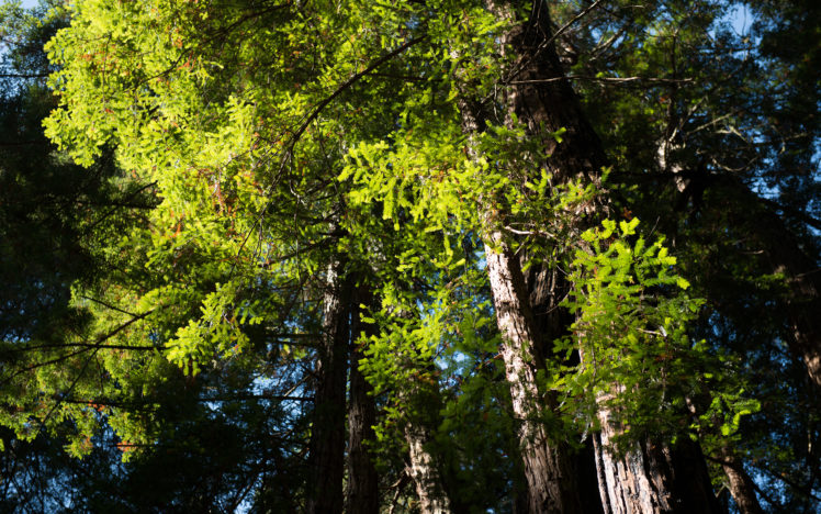 nature, Trees, Forest, Green, Sunlight, Tops HD Wallpaper Desktop Background