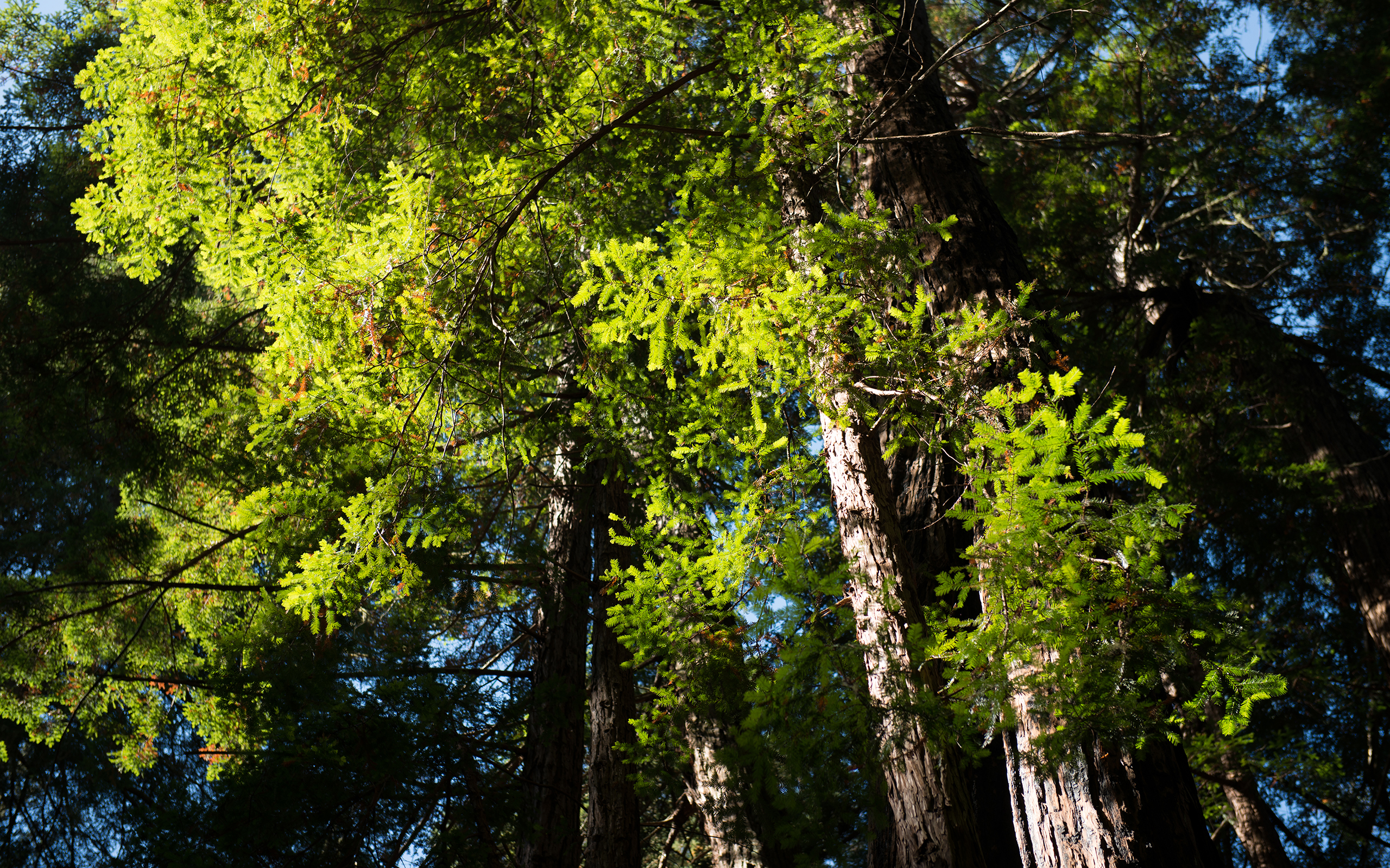 nature, Trees, Forest, Green, Sunlight, Tops Wallpaper