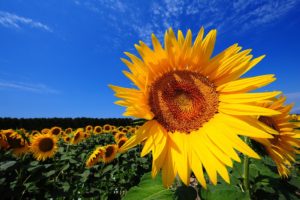 landscapes, Nature, Flowers, Sunflowers, Yellow, Flowers