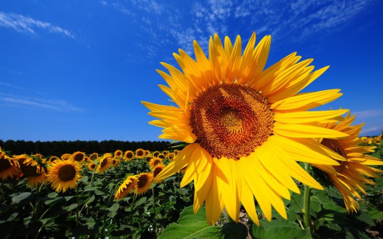 landscapes, Nature, Flowers, Sunflowers, Yellow, Flowers HD Wallpaper Desktop Background