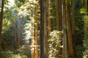 yosemite, Sunlight, Redwood, Forest, Trees, Sunbeam, Light, Leaves