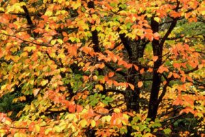 nature, Autumn, Beech, Portland, Parks, Washington
