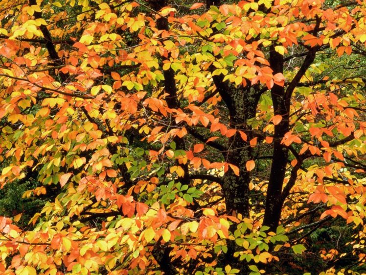 nature, Autumn, Beech, Portland, Parks, Washington HD Wallpaper Desktop Background