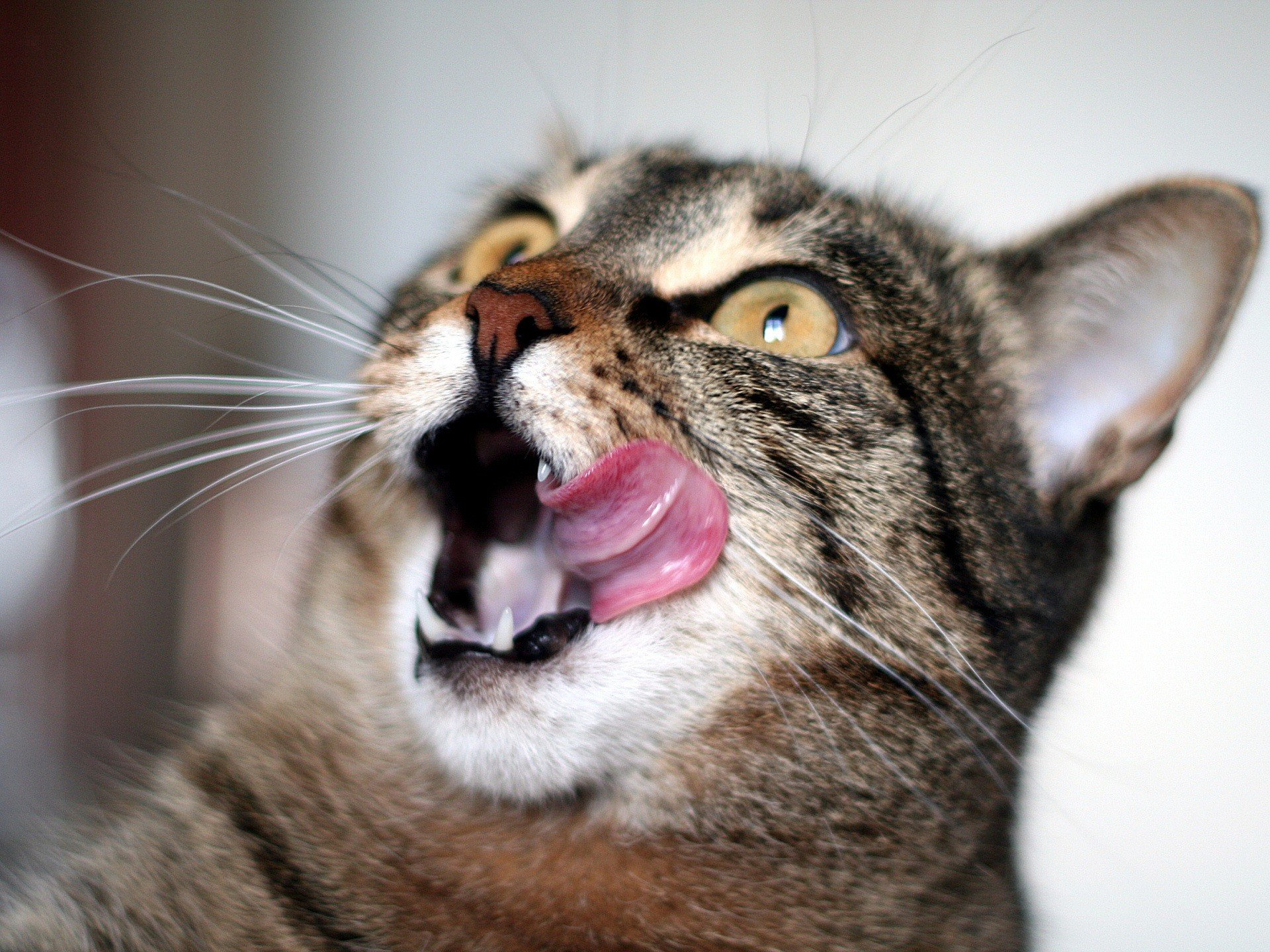 cats, Animals Wallpaper