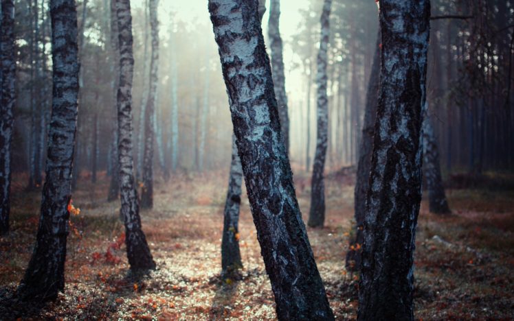 birch, Forest HD Wallpaper Desktop Background