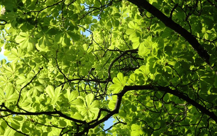 nature, Trees, Forest, Chesnut, Branch, Limbs, Green, Sunlight HD Wallpaper Desktop Background