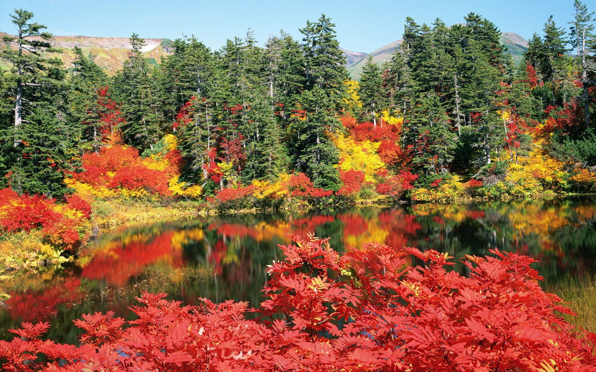 nature, Autumn Wallpaper