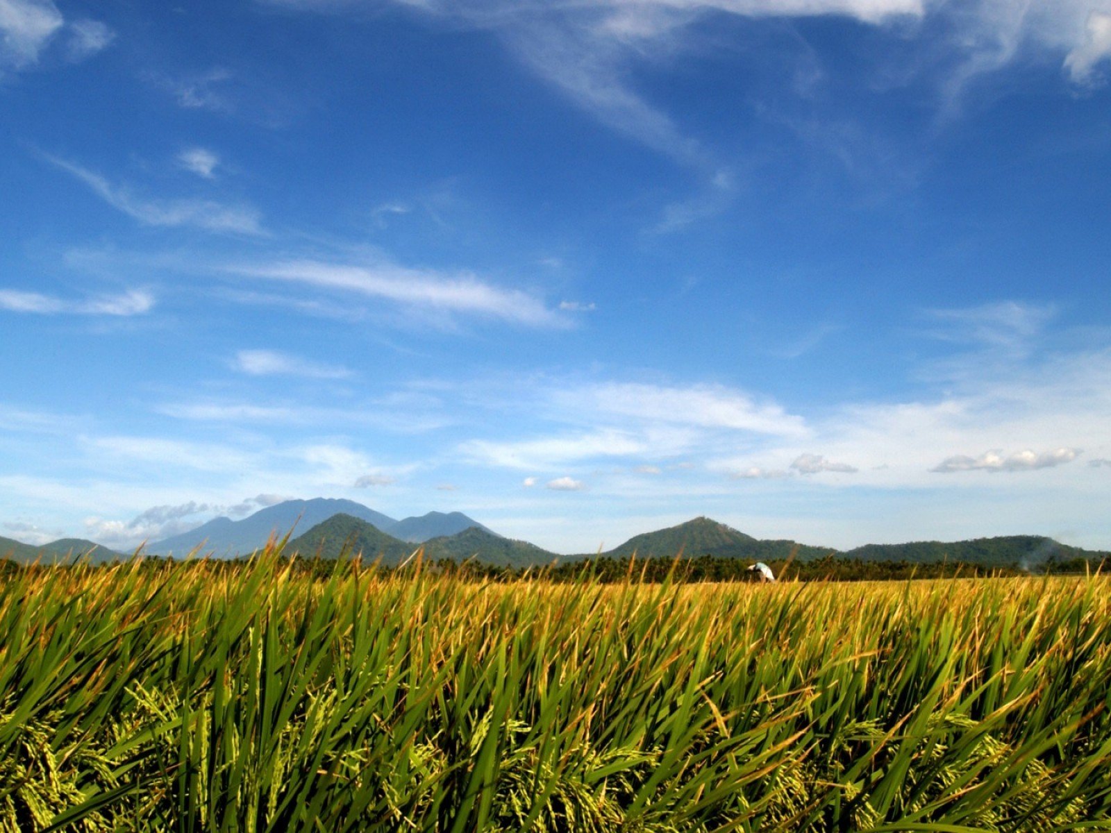 nature, Fields Wallpaper