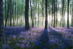 nature, Landscapes, Trees, Forests, Floor, Flowers, Plants, Purple, Sunlight, Scenic