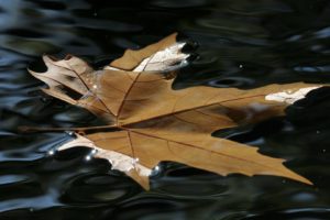 nature, Leaves, Autumn, Fall, Seasons, Water, Ripple, Puddle, Pond, Reflection, Float, Swim