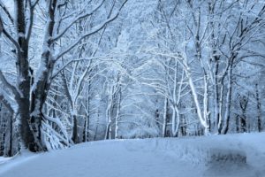 nature, Landscapes, Trees, Forest, Winter, Snow, Seasons, White, Bright, Roads, Street, Trail