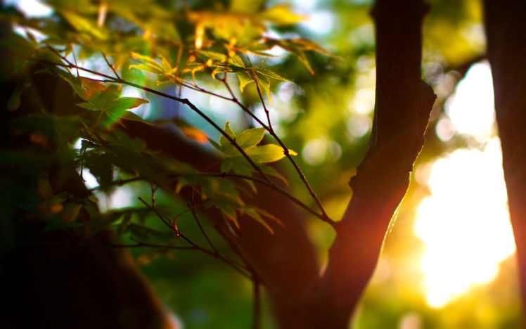 nature, Leaves, Trees, Forest, Sunlight, Sunrise, Sunset, Plants, Branch, Limb HD Wallpaper Desktop Background