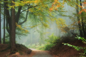 nature, Landscapes, Trees, Forest, Leaves, Autumn, Fall, Seasons, Path, Trail, Haze, Fog, Mist, Color