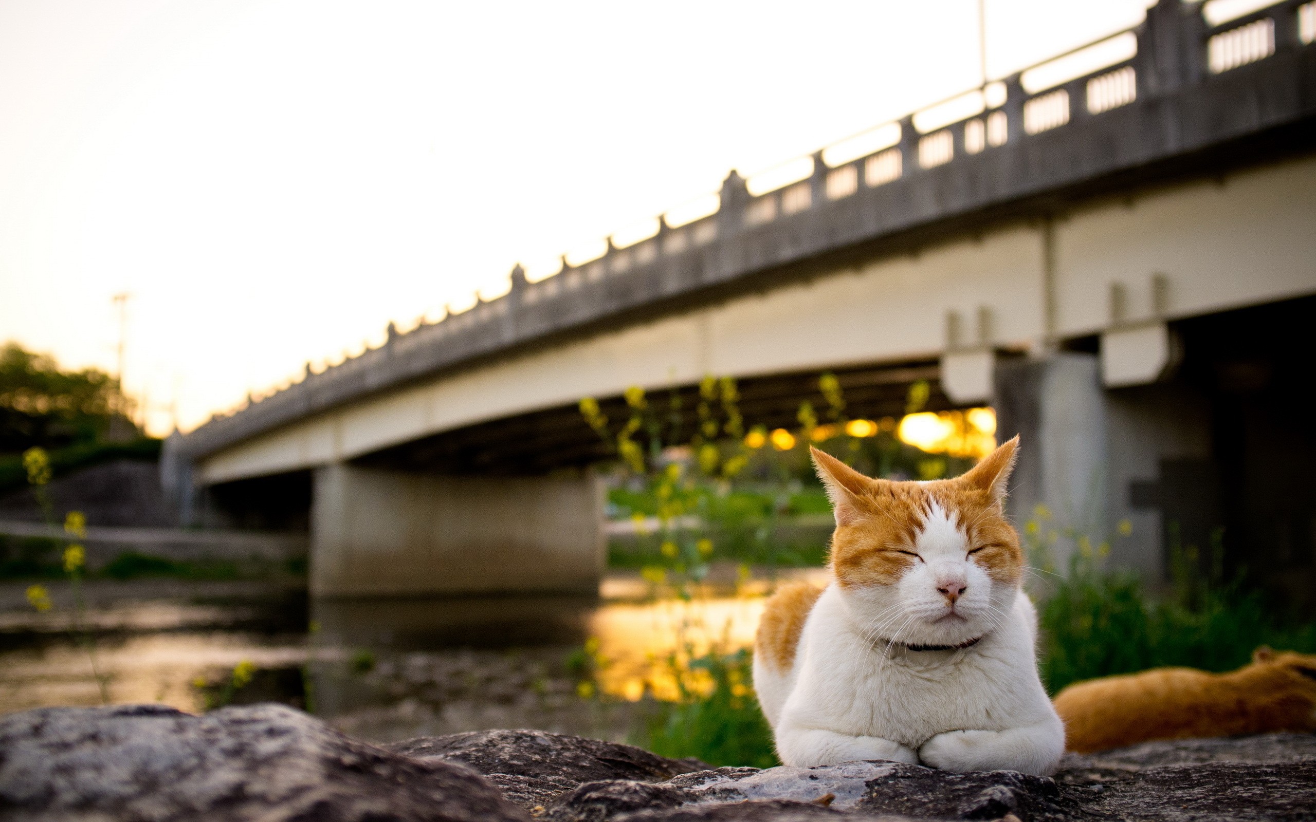 cat, Meditating Wallpapers HD / Desktop and Mobile Backgrounds