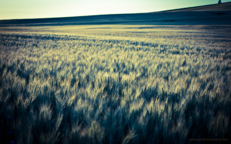 nature, Landscapes, Fields, Grass, Crops, Wheat, Farm, Hills HD Wallpaper Desktop Background