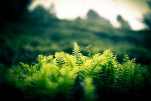 nature, Landscapes, Plants, Fern, Hill, Trees, Forest, Jungle, Green, Glass, Window, Leaves