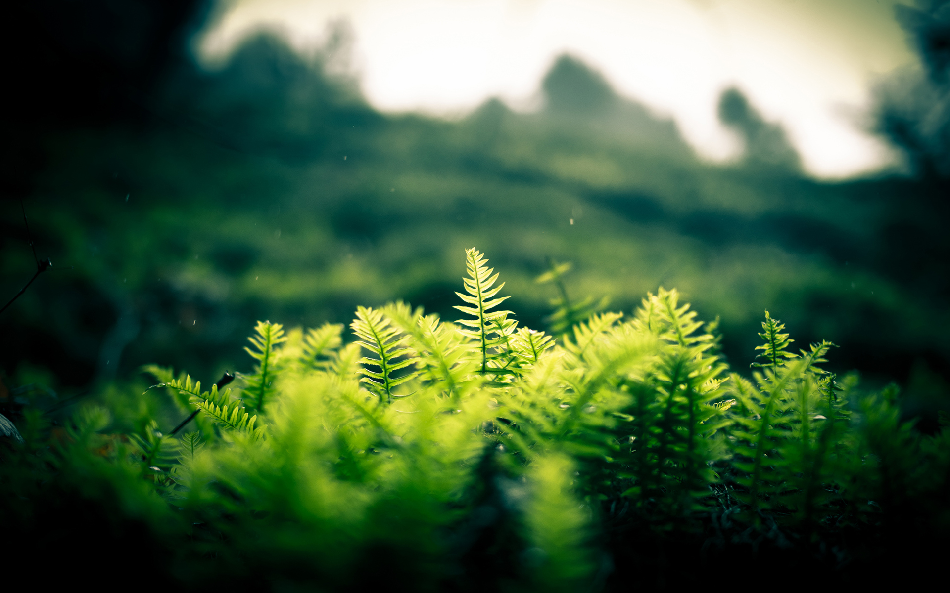 nature, Landscapes, Plants, Fern, Hill, Trees, Forest, Jungle, Green, Glass, Window, Leaves Wallpaper
