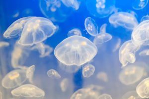 animals, Jellyfish, Fishes, Underwater, Tropical, Ocean, Sea, Water, Sea, Life