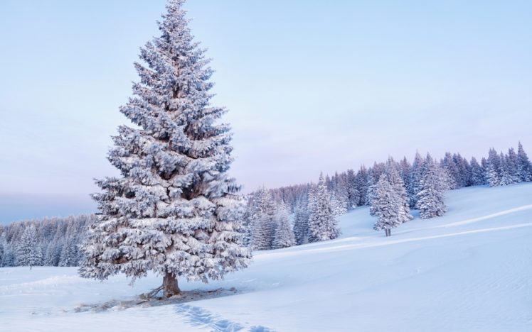 nature, Landscapes, Hills, Trees, Winter, Snow, Seasons, White, Cold HD Wallpaper Desktop Background